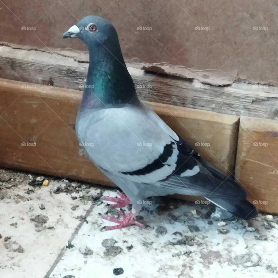 Beautiful pigeon looking at camera.