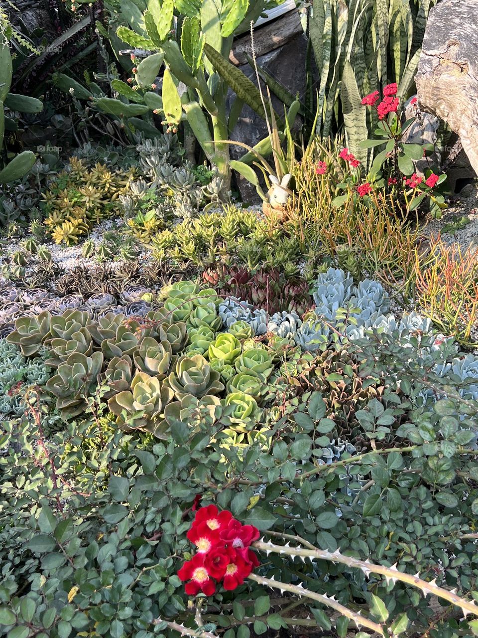 succulent plants in Yuanshan Flower Expo Park