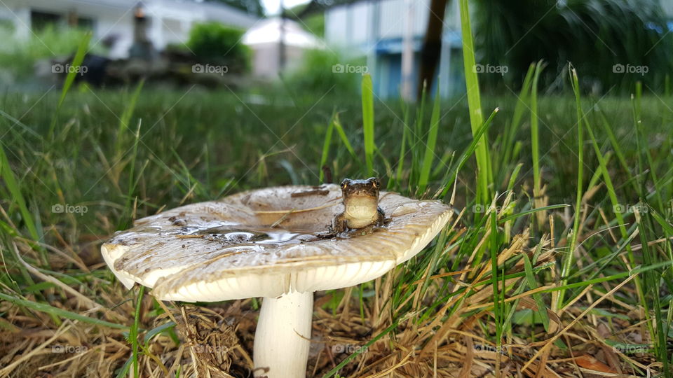 Frog sitting on mushroom