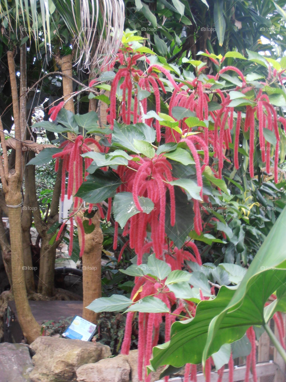 Red Love Lies Bleeding Flowers