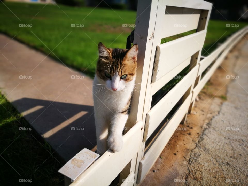 Cat standing on the fence.
