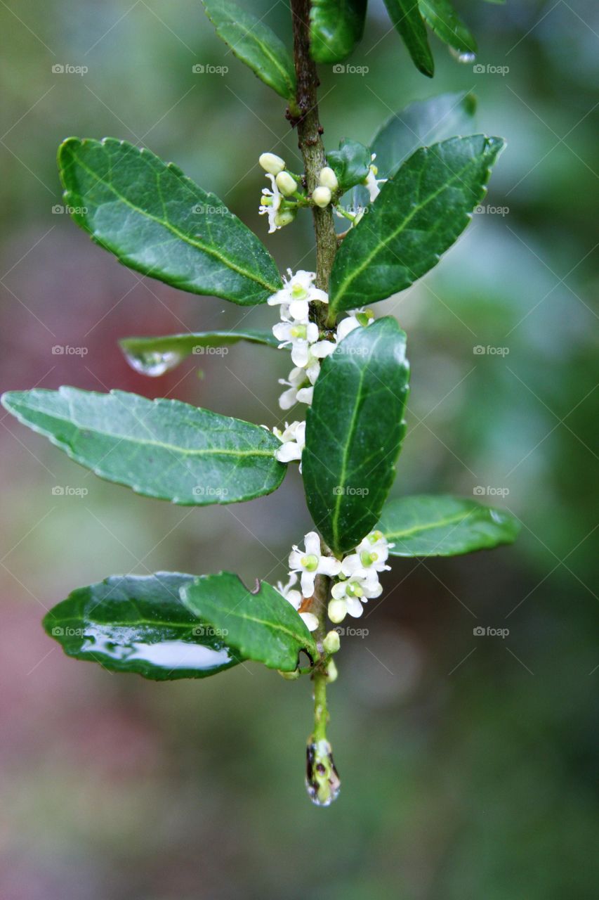 flowers on weeping tree after the rain.