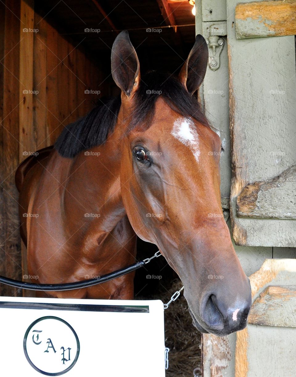 Angela Renee. A gorgeous bay filly from the Todd Pletcher Racing Stables at historic Saratoga.  
ZAZZLE.com/FLEETPHOTO 