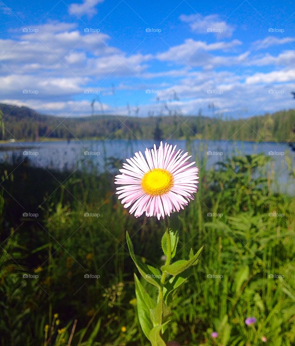 alpine lake. flowers in bloom at alpine lake
