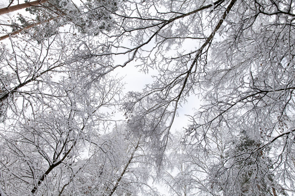 Winter forest