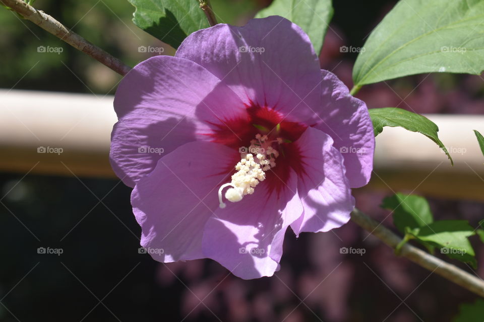 Beautiful purple flower embracing the sunshine.