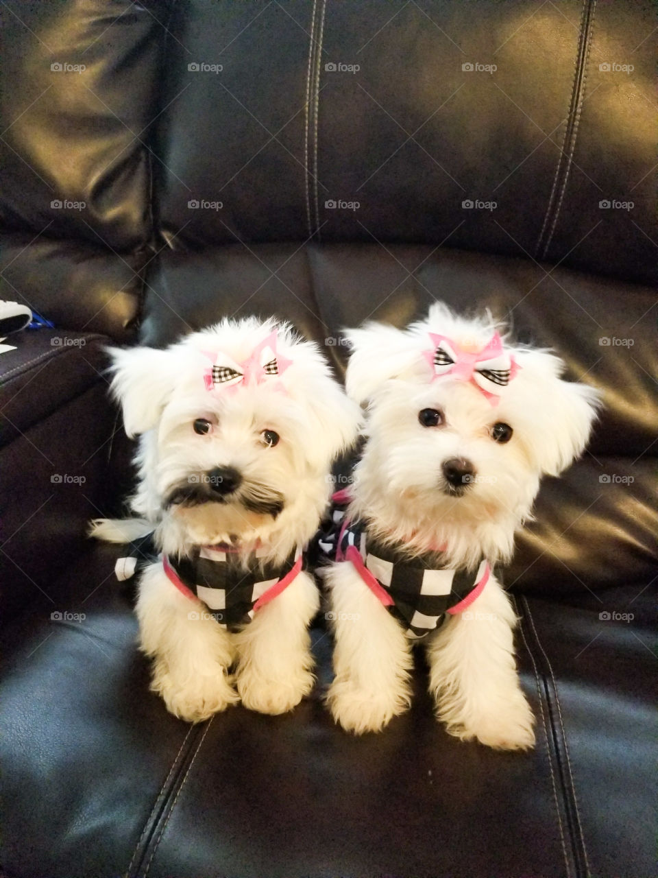 Coton de Tulear puppies