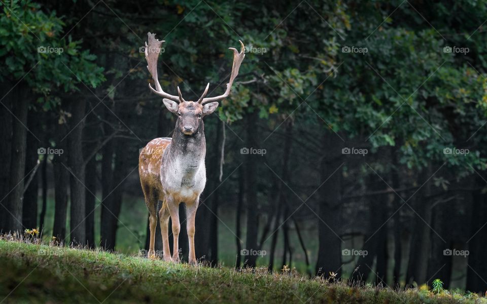 Fallow Dear Stag Deer