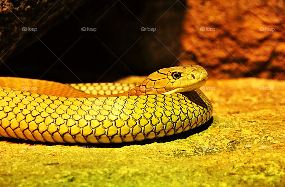 Portrait of a yellow snake. Species unknown. Any suggestions anyone? 