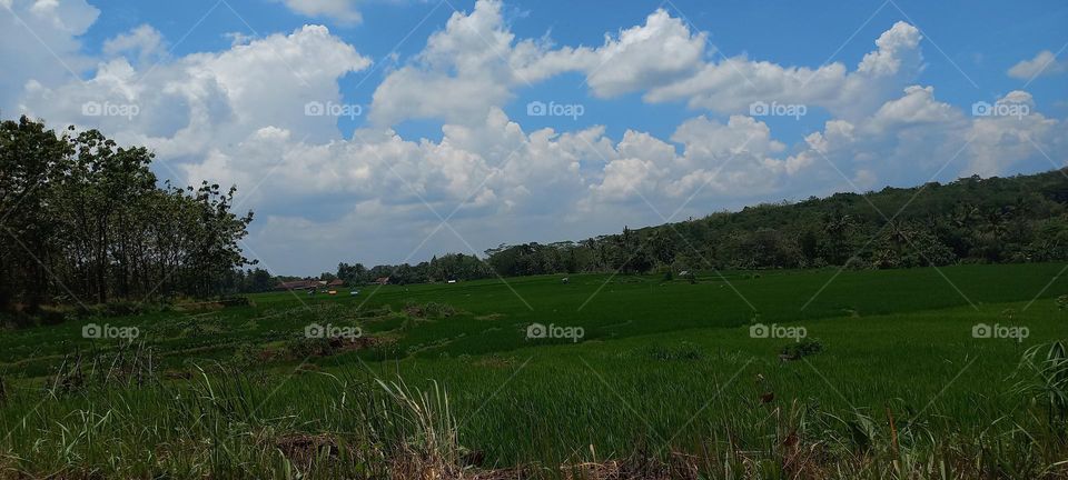 View of rice fields and surrounding hills at noon