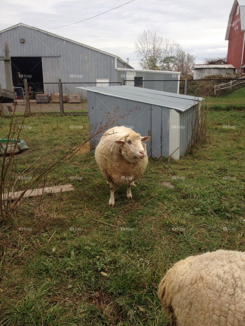 Sheep on the farm