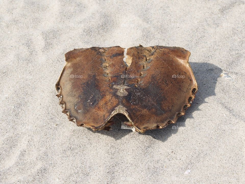 Horseshoe Crab