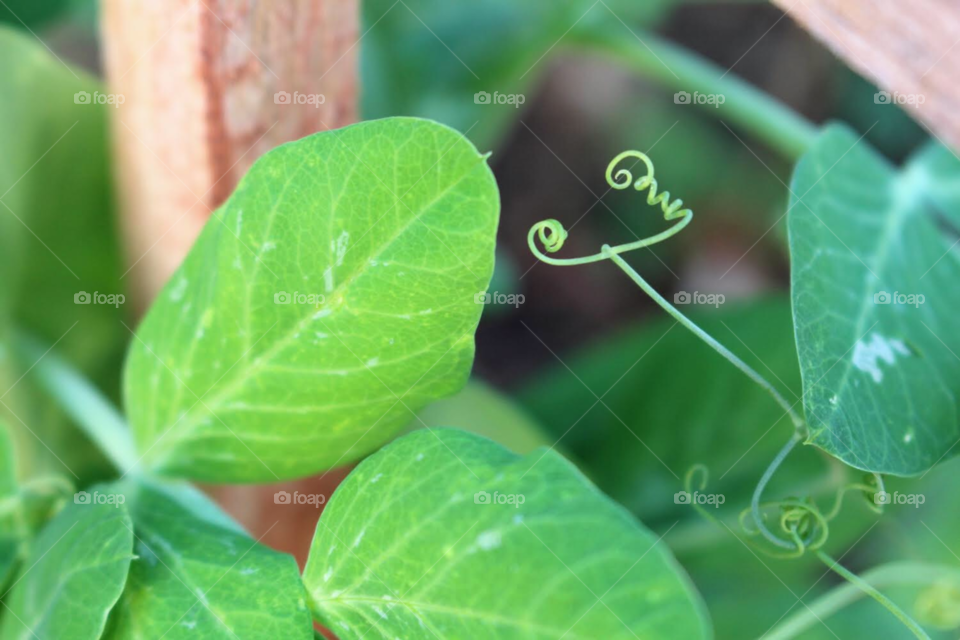 Sweat pea tendrils 