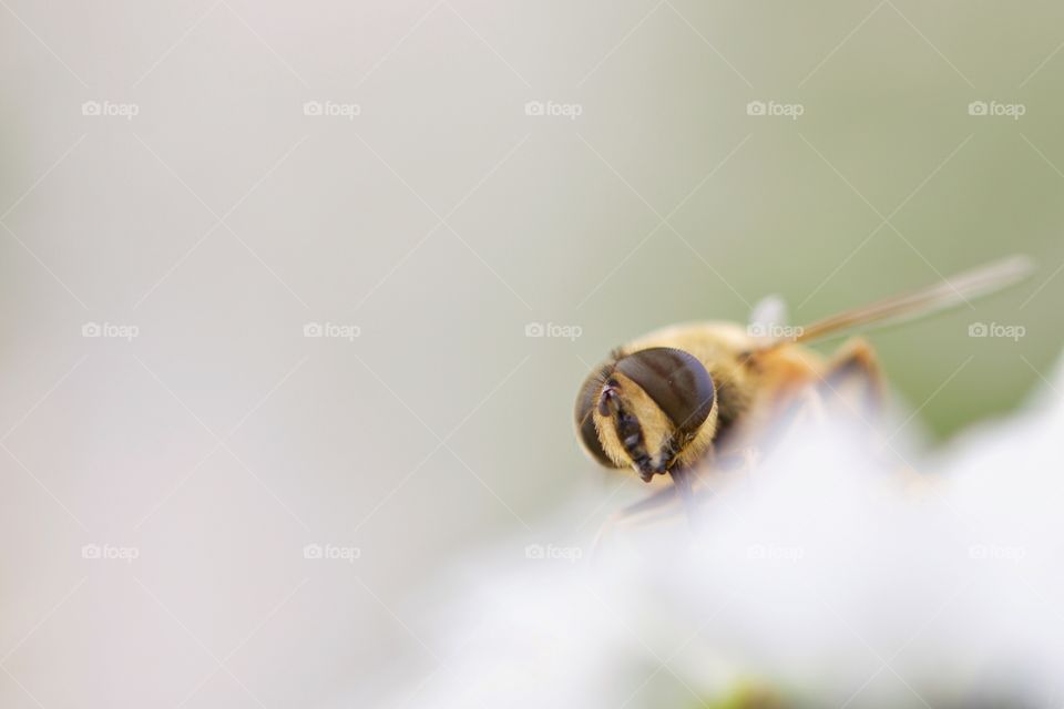 Bee feeding from flower