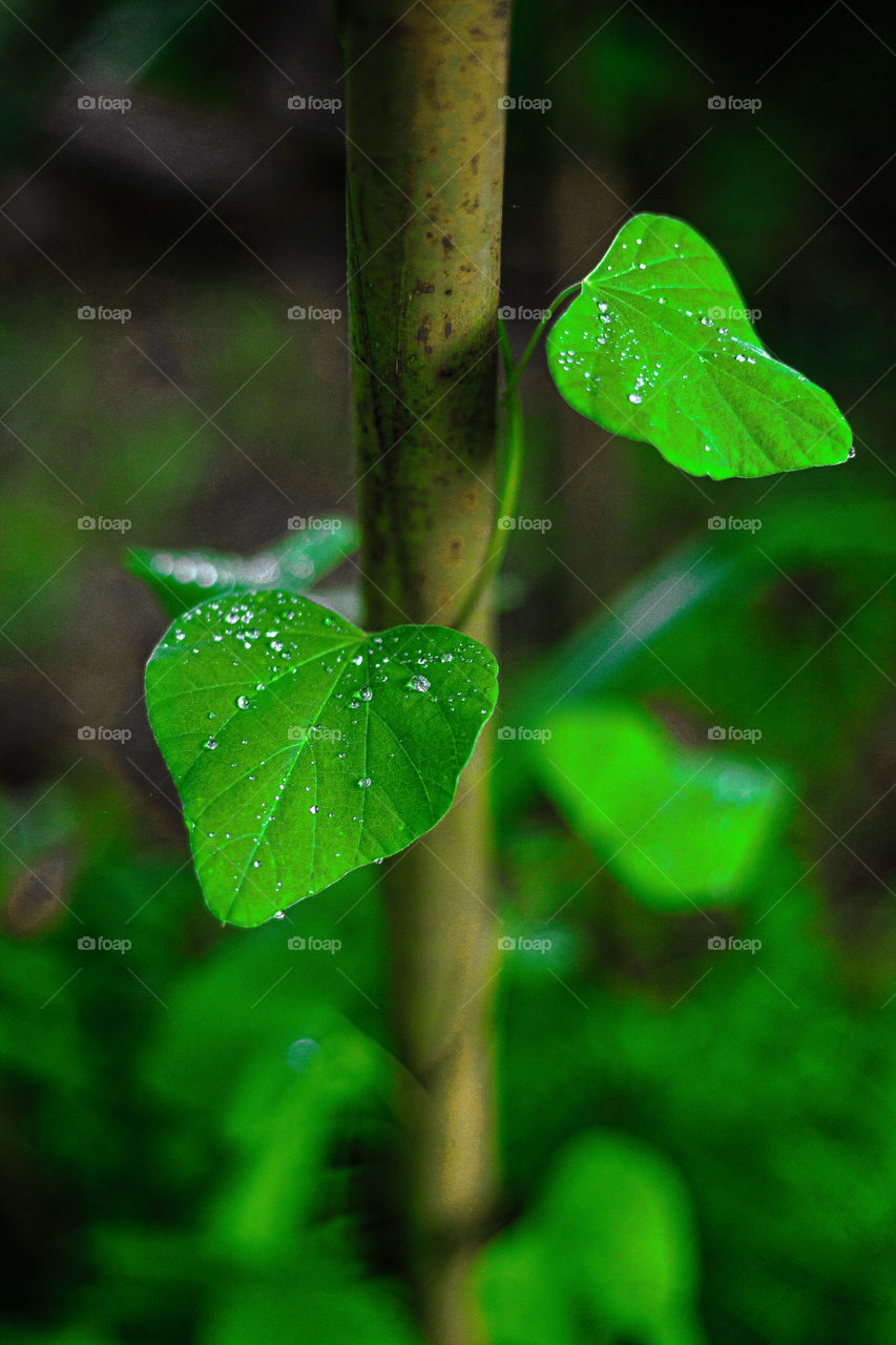 Leaf waters droplets