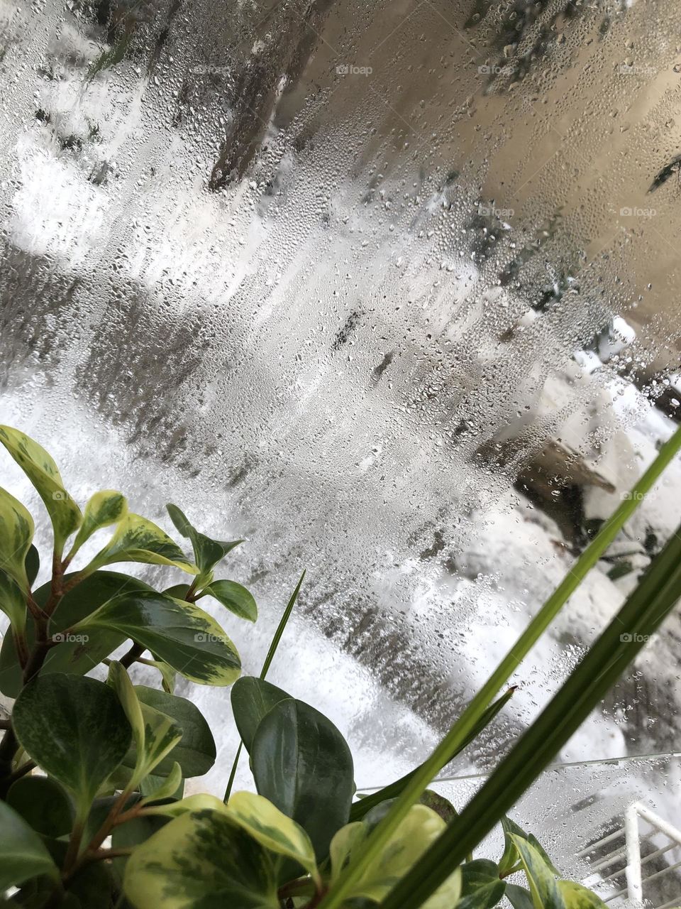 Peperomia in winter. The green story of growth and germination. Life is a constant struggle.