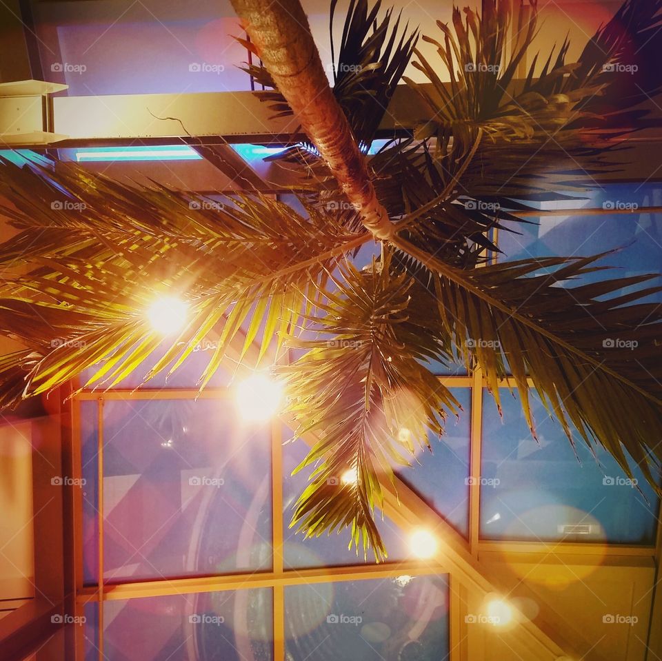 Palm Tree