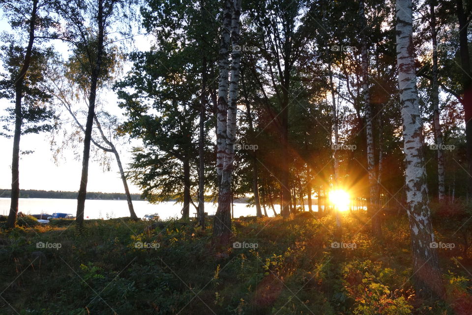 Beams of sunlight through trees