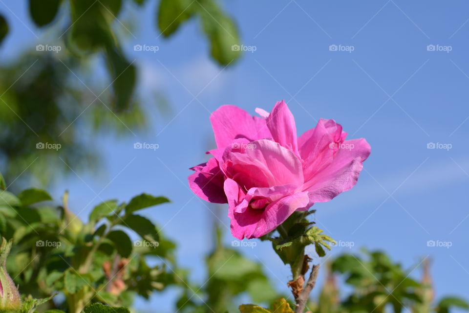 Nature, Flower, Leaf, Flora, Summer