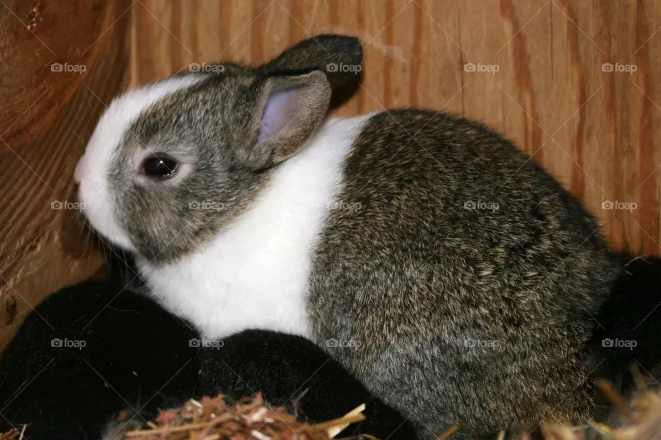 Bunny - Conejito