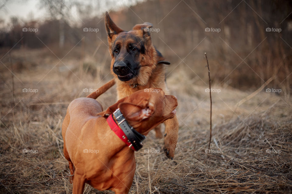 German shepherd young male dog playing with Hungarian vizsla dog outdoor at a spring evening