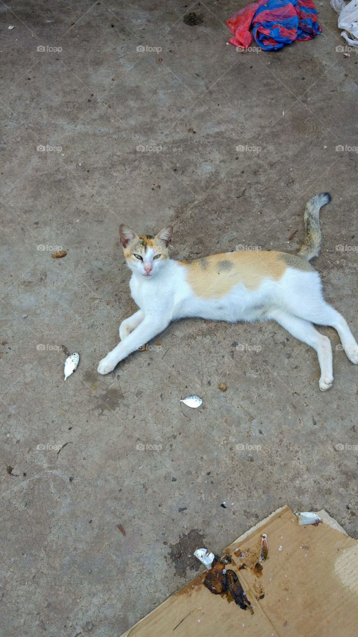 the cat does not want to be bothered