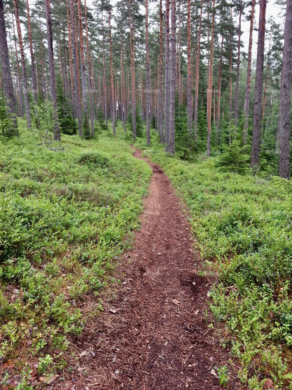 Hiking trails