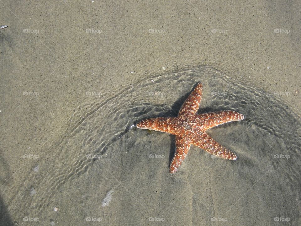 Star fish on the beach in the water