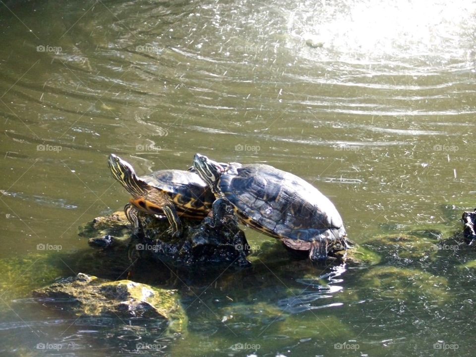 Turtle friends