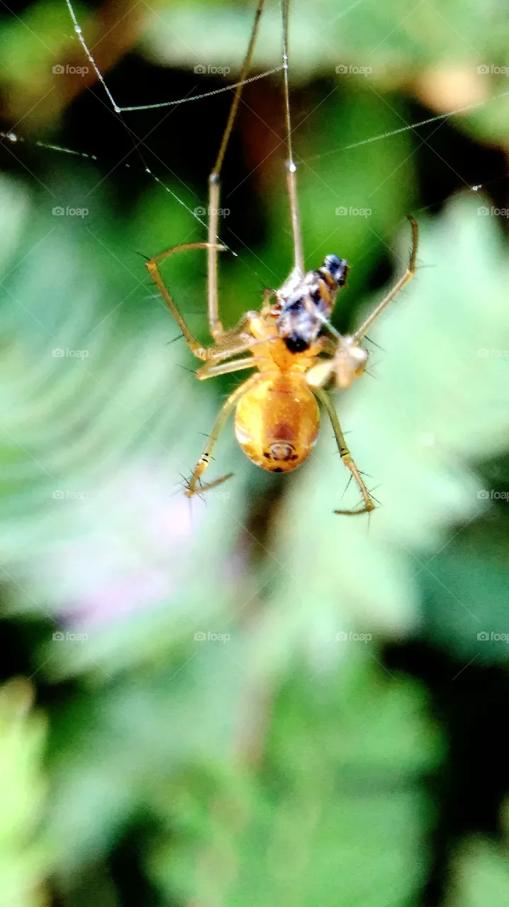Spider