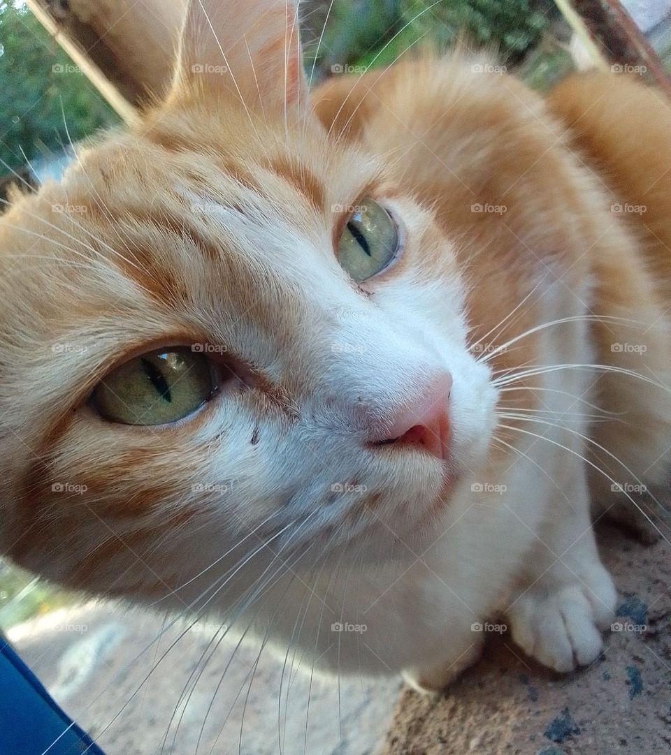 adorabe cat, nice animal, nice color eyes
