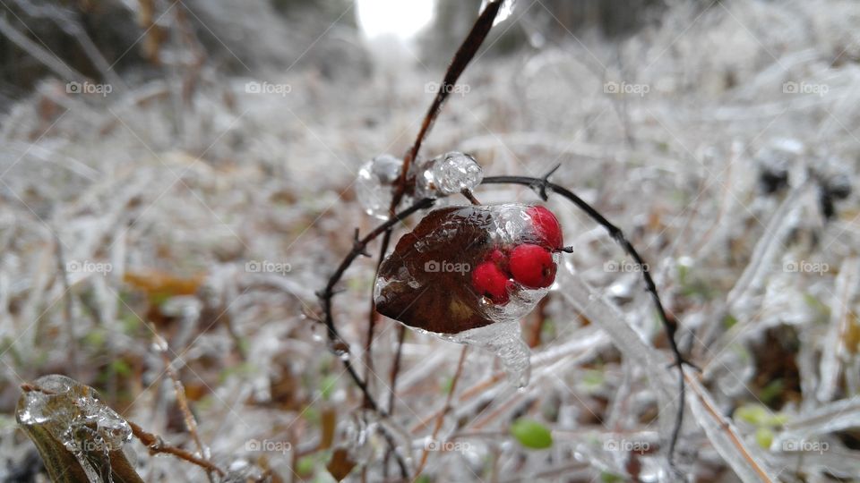 Close-up of frozen berry fruit