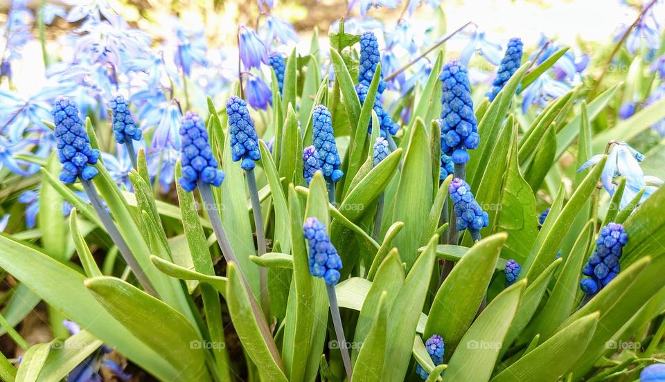 Muscari in the garden