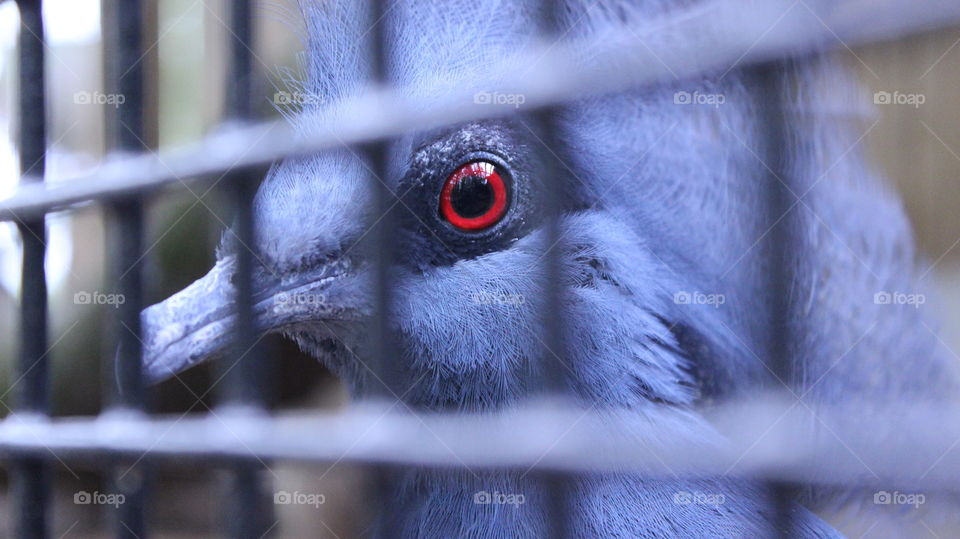 A piercing red eye from a beautiful bird