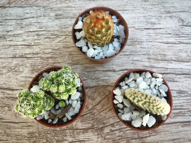 Plant