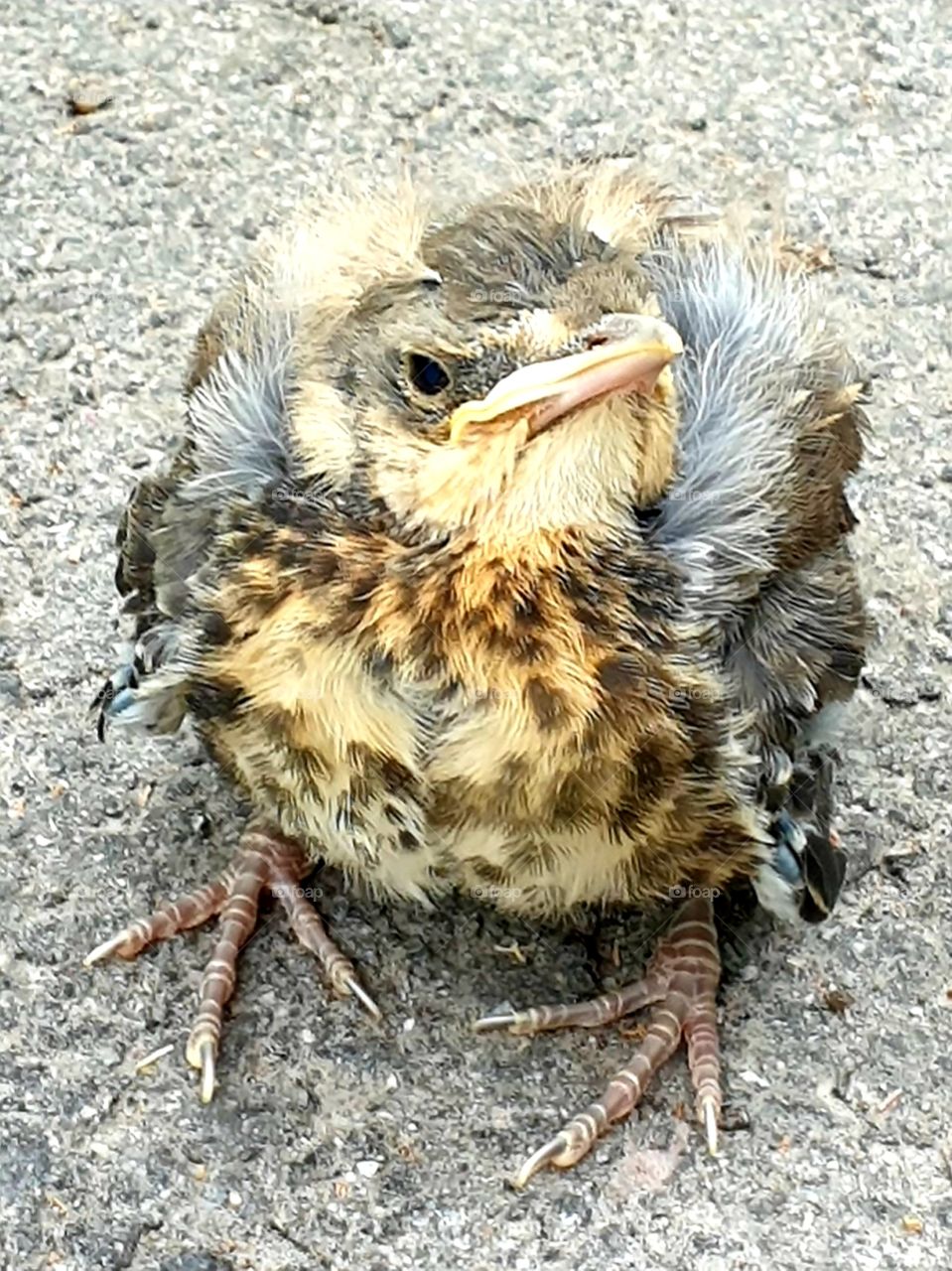 chick that gas fallen out of the nest