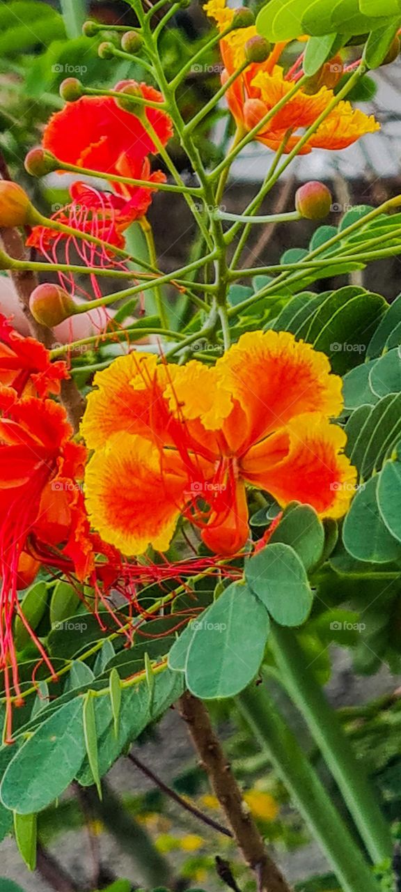 Flowers of the Flamboyanzinho tree, also known as Peacock flower, flamboyant-mirim, cockroach beard or cockroach wing. Its flowers are red, orange or yellow.