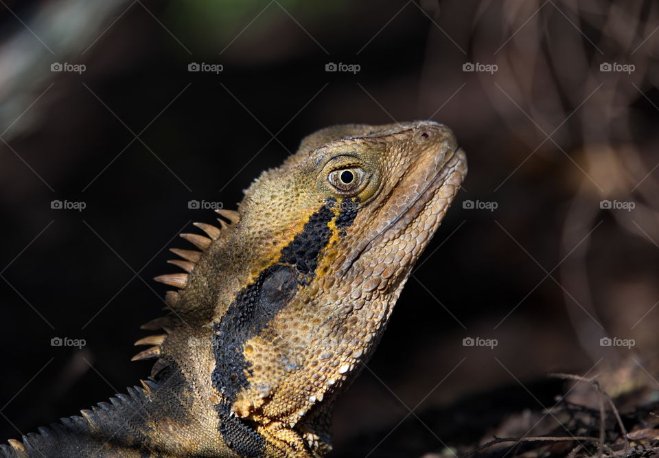 Eastern water dragon 