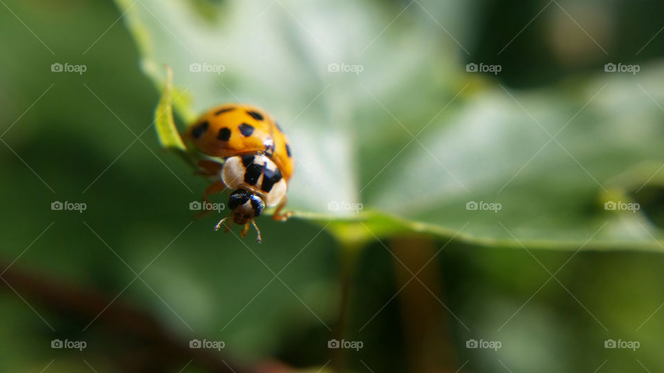 Insect, Nature, No Person, Leaf, Ladybug