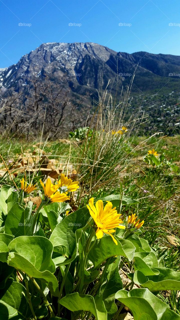 yellow in the mountains