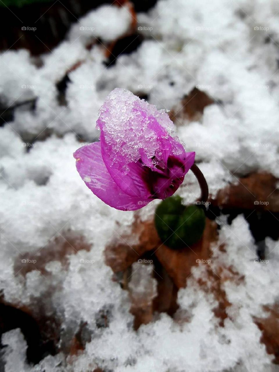 Flowers can make the beautiful winter more beautiful!
