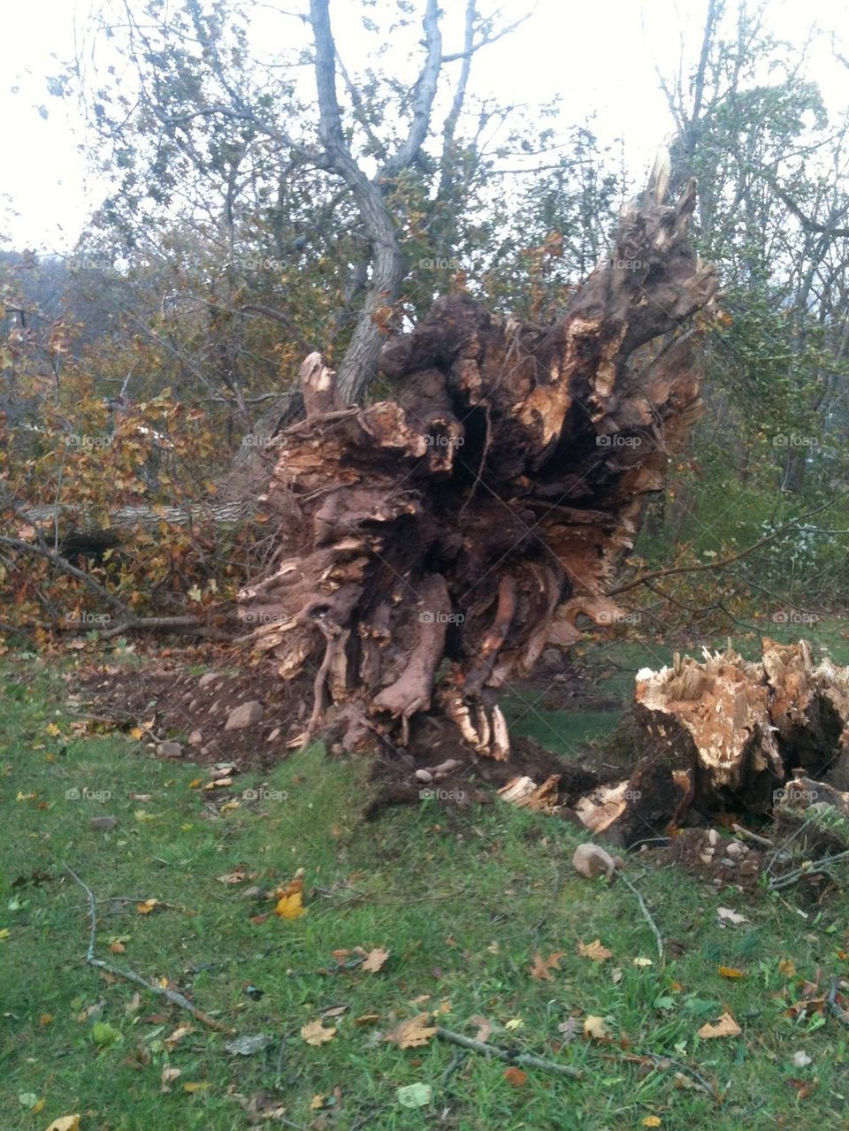 tree after hurricane
