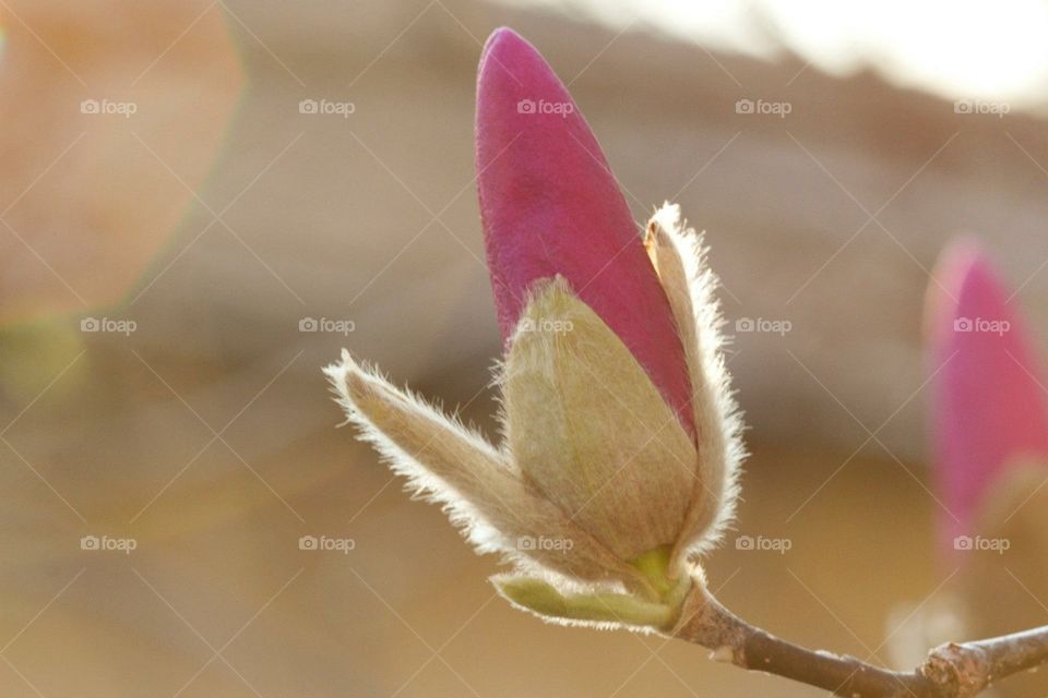 Magnolia blossom 