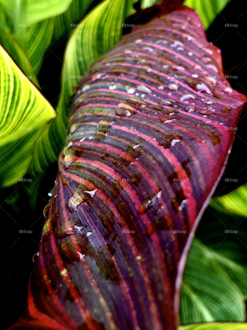Raindrops on colorful tropical foliage 