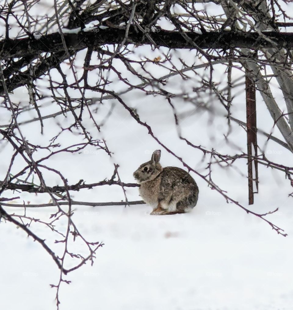 Wild Rabbit in the winter