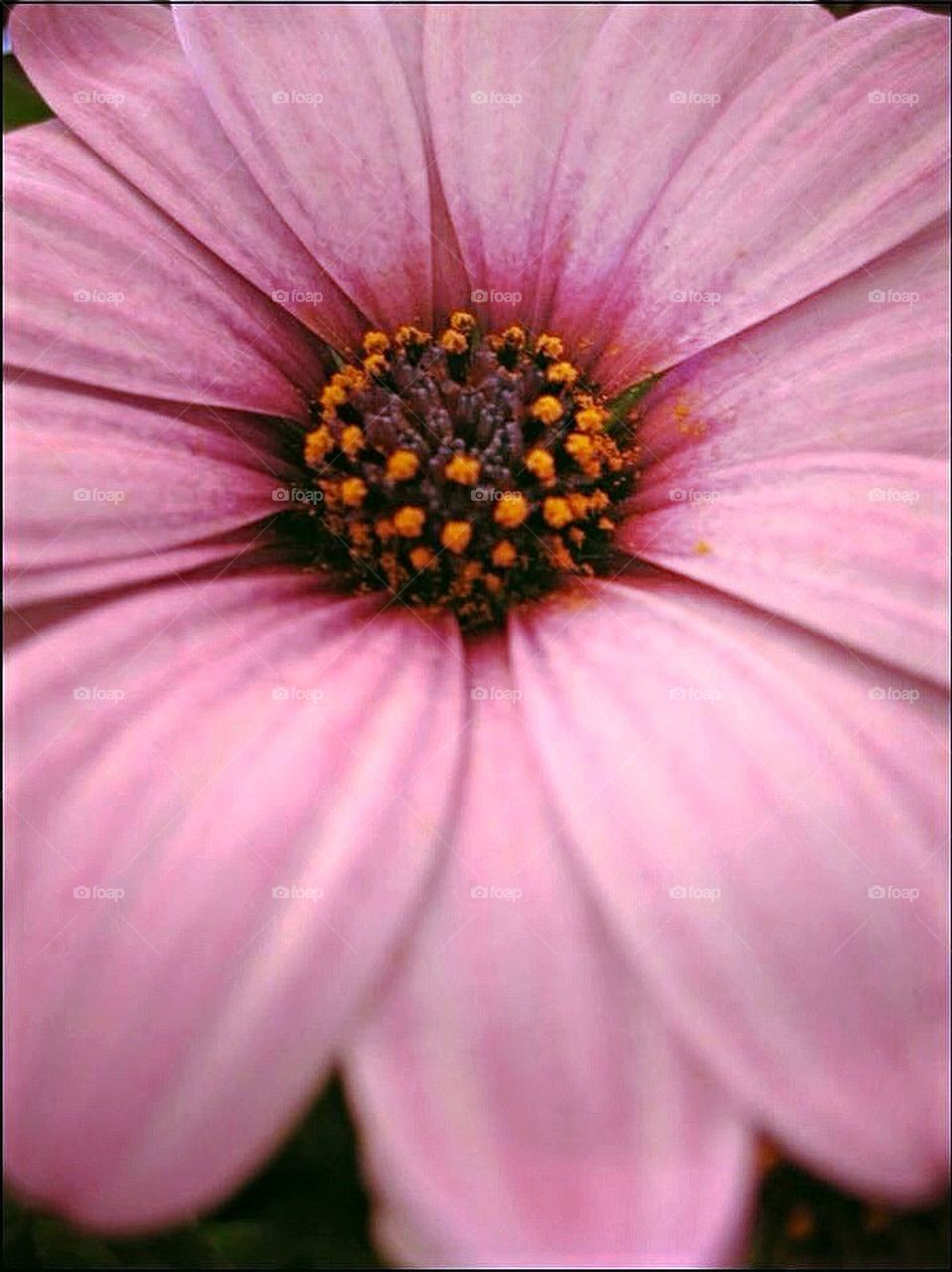 Osteospermum