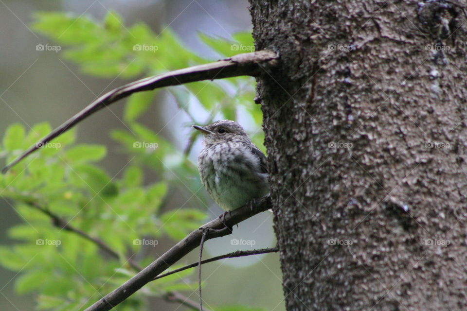 Bird on a tree branch in the forest