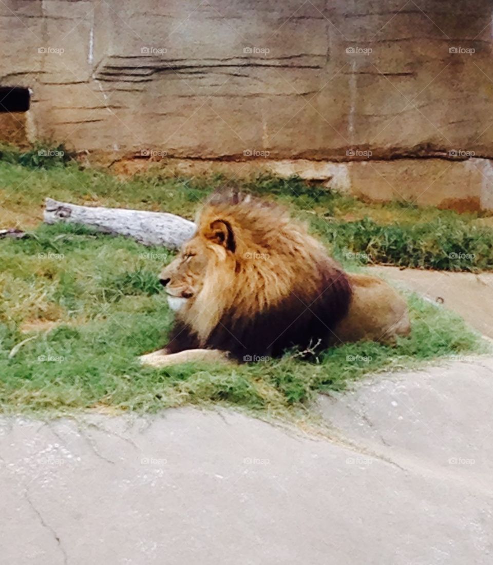 Male lion