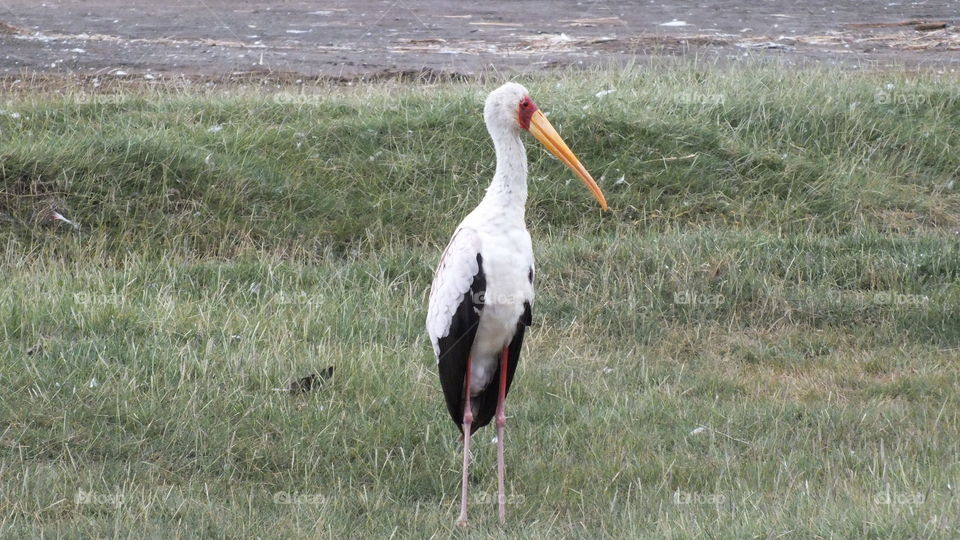 Stork
