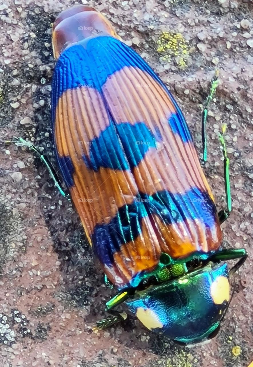 Jewel beetle